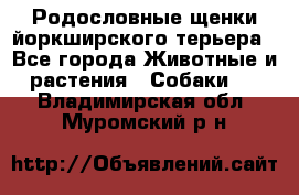 Родословные щенки йоркширского терьера - Все города Животные и растения » Собаки   . Владимирская обл.,Муромский р-н